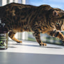 Omega 3 Supplément Liquide | Pour animaux
