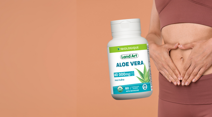 L’Aloe Vera et la Digestion : Bienfaits, Formes et Produits disponibles