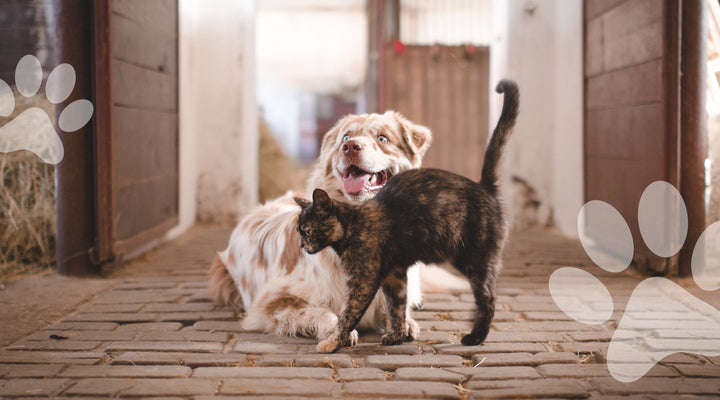 Nouveaux Produits Gamme Animaux