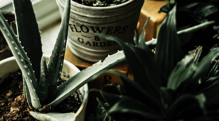 Votre trousse de premiers soins en bouteille: l’aloe vera