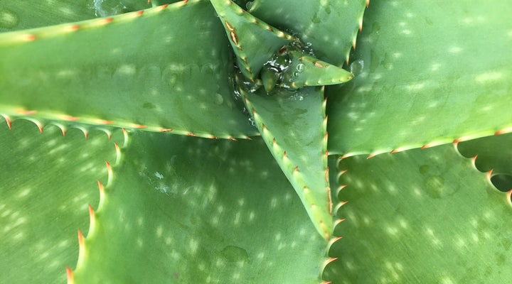 Votre trousse de premier soin en bouteille: l'Aloe Vera