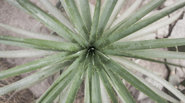 Les bienfaits de l'aloe vera