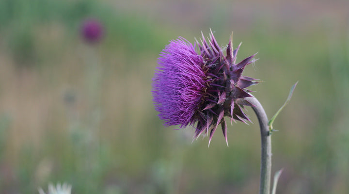 Fêtes gourmandes et  foie fatigué: Un allié, le chardon-Marie