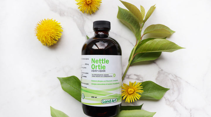 L’ortie : votre allié pour soigner vos allergies saisonnières!